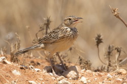 Mirafra, hypermetra, Red-winged, Lark, Africa, Kenya
