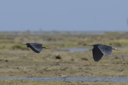 Egretta, ardesiaca, Heron, Black, Egret, Africa, Kenya