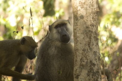 Papio, cynocephalus, Yellow, Baboon, Africa, Kenya