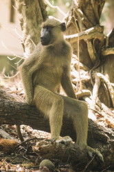 Papio, cynocephalus, Yellow, Baboon, Africa, Kenya