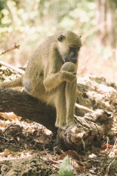 Papio, cynocephalus, Yellow, Baboon, Africa, Kenya