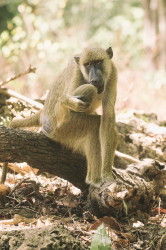 Papio, cynocephalus, Yellow, Baboon, Africa, Kenya