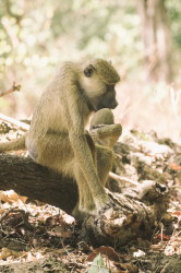 Papio, cynocephalus, Yellow, Baboon, Africa, Kenya