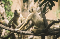 Papio, cynocephalus, Yellow, Baboon, Africa, Kenya