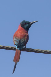 Merops, nubicus, Northern, Carmine, Bee-eater, Africa, Kenya