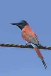 Merops, nubicus, Northern, Carmine, Bee-eater, Africa, Kenya
