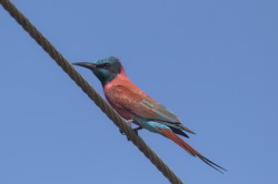 Merops, nubicus, Northern, Carmine, Bee-eater, Africa, Kenya