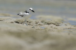 Dromas, ardeola, Crab-Plover, Africa, Kenya