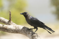 Corvus, splendens, House, Crow, Africa, Kenya