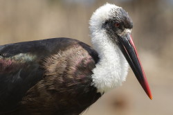 Ciconia, episcopus, Woolly-necked, Stork, Africa, Kenya
