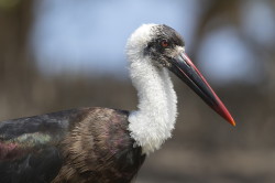 Ciconia, episcopus, Woolly-necked, Stork, Africa, Kenya