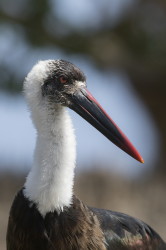 Ciconia, episcopus, Woolly-necked, Stork, Africa, Kenya