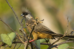 Colius, striatus, Speckled, mousebird, Africa, Kenya