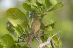 Andropadus, importunus, Zanzibar, Sombre, Greenbul, Africa, Kenya