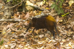 Rhynchocyon, chrysopygus, Golden-rumped, elephant, shrew, Africa, Kenya