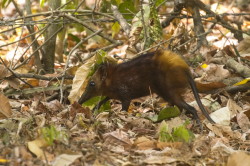 Rhynchocyon, chrysopygus, Golden-rumped, elephant, shrew, Africa, Kenya