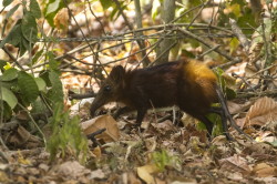 Sorkonos, zotozady, Rhynchocyon, chrysopygus, Afryka, Kenia, ssaki