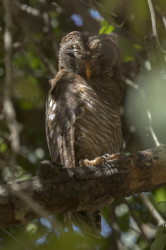 Strix, woodfordii, African, Wood, Woodford's, Owl, Africa, Kenya