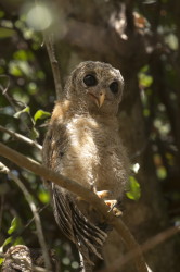 Strix, woodfordii, African, Wood, Woodford's, Owl, Africa, Kenya