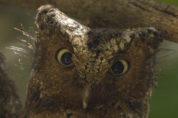 Otus, ireneae, Sokoke, Scops, Owl, Africa, Kenya