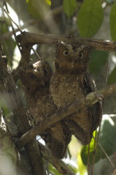 Otus, ireneae, Sokoke, Scops, Owl, Africa, Kenya