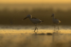 Dromas, ardeola, Crab-Plover, Africa, Kenya