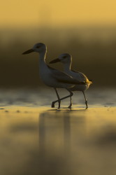 Dromas, ardeola, Crab-Plover, Africa, Kenya