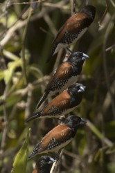 Lonchura, nigriceps, Red-backed, Mannikin, Africa, Kenya