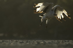 Gypohierax, angolensis, Palm-nut, vulture, Vulturine, fish, eagle, Africa, Kenya