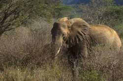 Loxodonta, africana, African, Bush, Elephant, Africa, Kenya