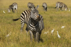 Equus, quagga, Plains, Zebra, Africa, Kenya