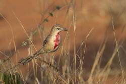 Rhodophoneus, cruentus, Rosy-patched, Bushshrike, Africa, Kenya