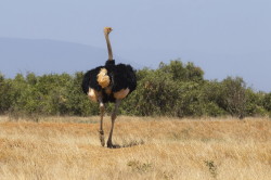 Struthio, molybdophanes, Somali, Ostrich, Africa, Kenya