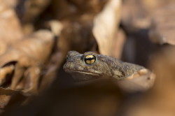 Bufo, bufo, Common, Toad, European, toad