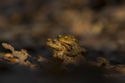 Bufo, bufo, Common, Toad, European, toad