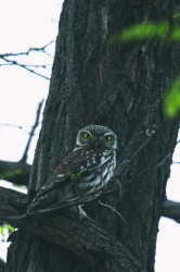 Athene, noctua, Little, Owl, Hungary