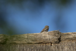 Athene, noctua, Little, Owl, Hungary