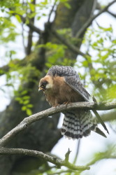 Falco, vespertinus, Western, Red-footed, Falcon, Hungary