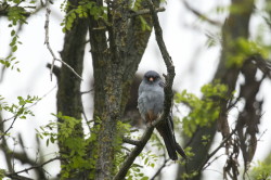 Falco, vespertinus, Western, Red-footed, Falcon, Hungary