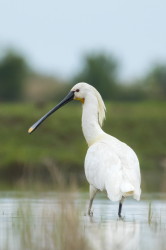 Platalea, leucorodia, Eurasian, Spoonbill, Hungary