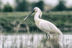 Platalea, leucorodia, Eurasian, Spoonbill, Hungary