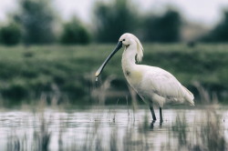 Platalea, leucorodia, Eurasian, Spoonbill, Hungary