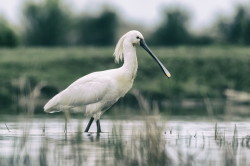 Platalea, leucorodia, Eurasian, Spoonbill, Hungary