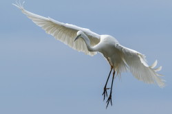 Egretta, alba, Great, White, Common, Egret, Hungary