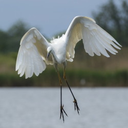 Egretta, alba, Great, White, Common, Egret, Hungary