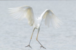 Egretta, alba, Great, White, Common, Egret, Hungary