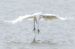 Egretta, alba, Great, White, Common, Egret, Hungary