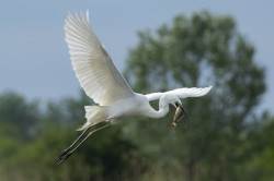 Egretta, alba, Great, White, Common, Egret, Hungary