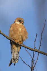 Falco, vespertinus, Western, Red-footed, Falcon, Hungary