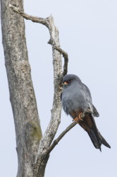 Falco, vespertinus, Western, Red-footed, Falcon, Hungary